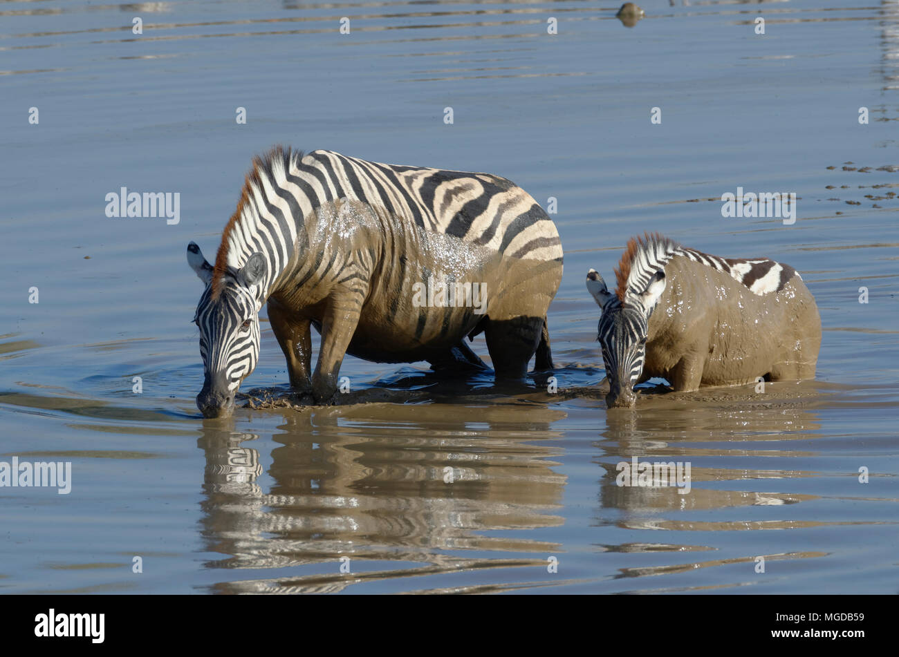 Zèbres de Burchell (Equus quagga burchellii) dans l'eau boueuse, et les jeunes adultes traversant le point d'Okaukuejo, Etosha National Park, Namibie, Afrique Banque D'Images