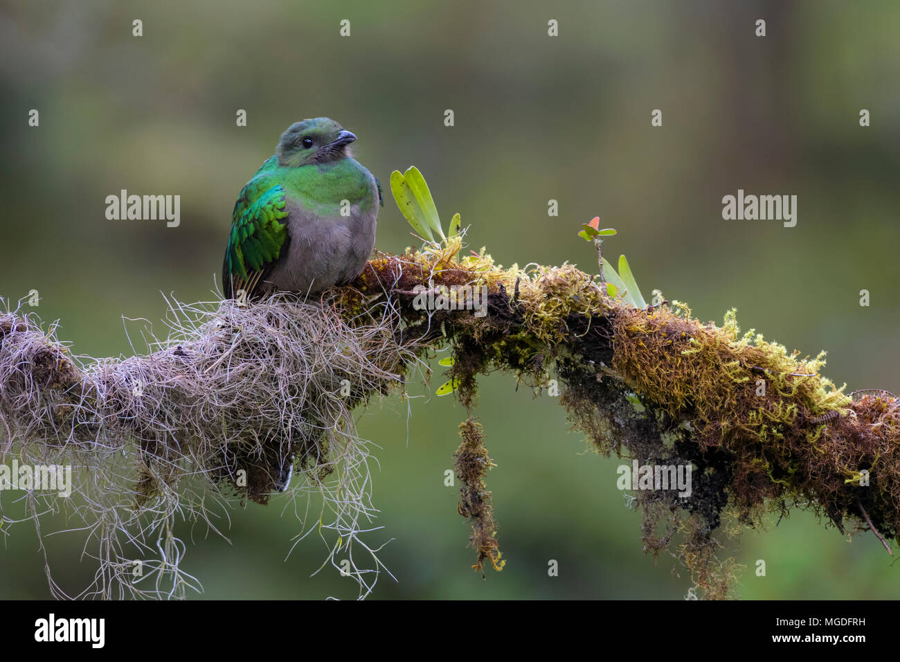 Quetzal resplendissant Pharomachrus mocinno, magnifique oiseau — free download