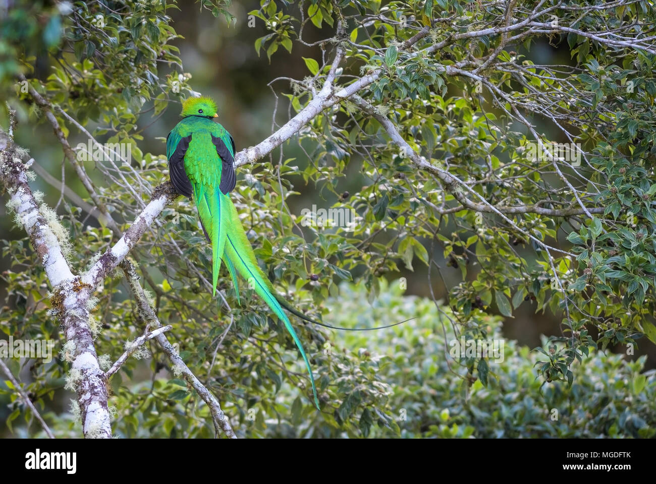 Quetzal resplendissant Pharomachrus mocinno, magnifique oiseau — free download