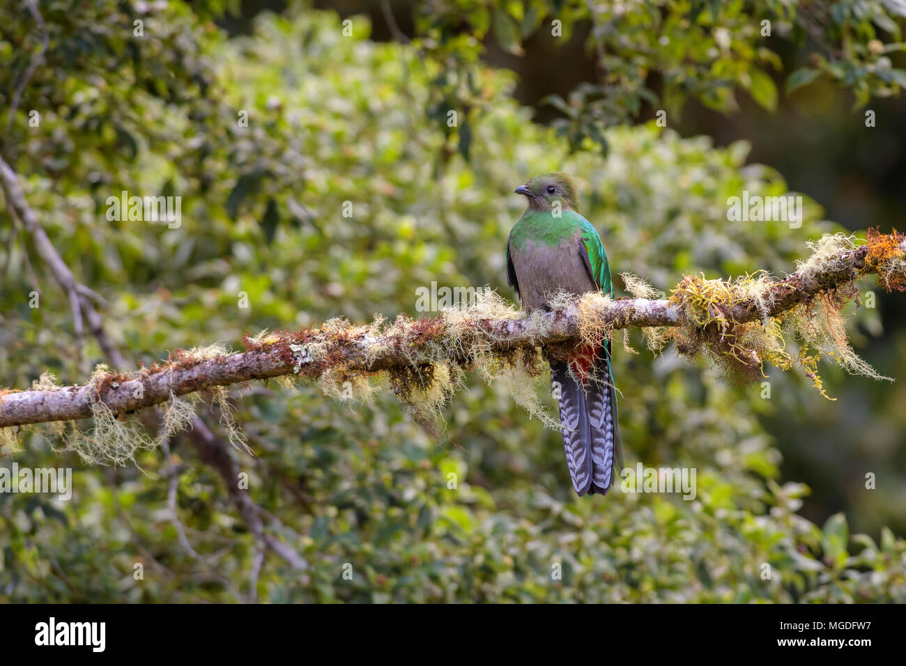 Quetzal resplendissant - Pharomachrus mocinno, magnifique oiseau emblématique colorés de forêts de l'Amérique centrale, le Costa Rica. Banque D'Images