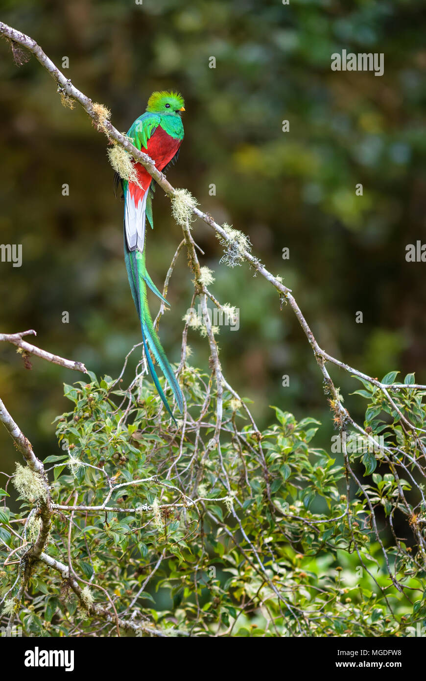 Quetzal resplendissant Pharomachrus mocinno, magnifique oiseau — free download