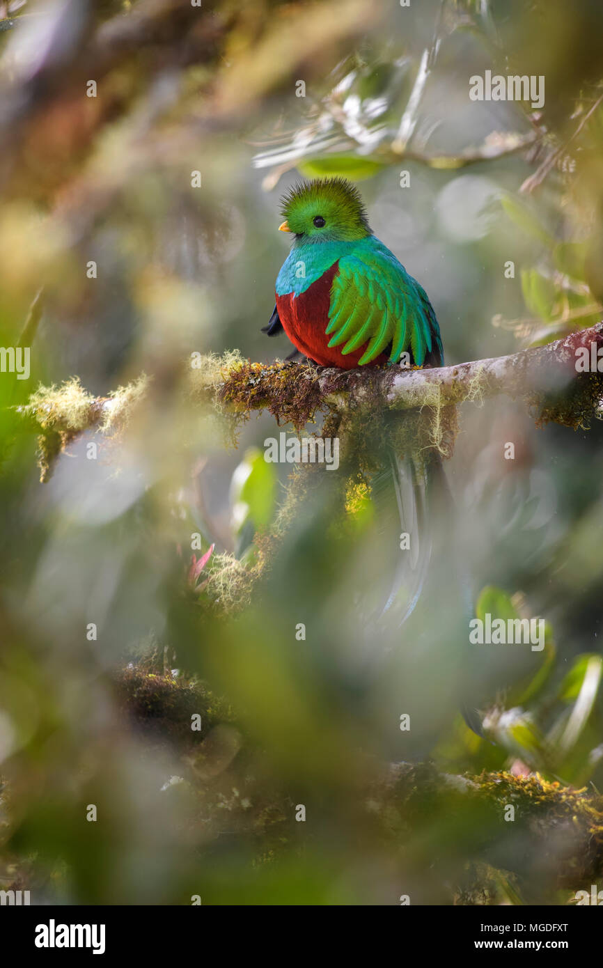 Quetzal resplendissant Pharomachrus mocinno, magnifique oiseau — free download