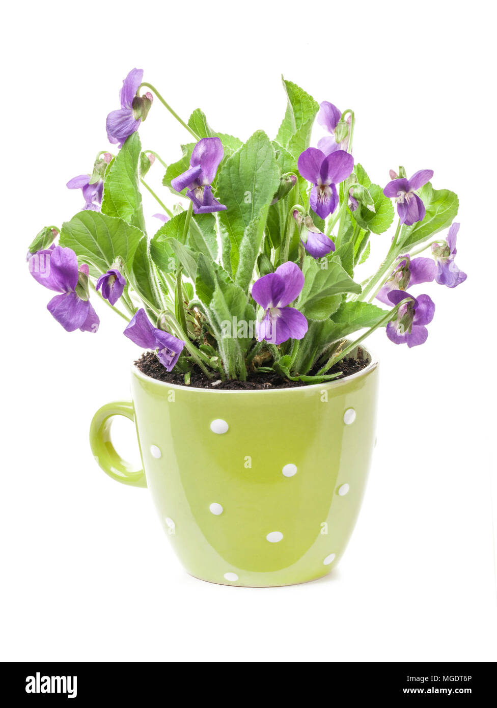 Forest fleur violette (Viola odorata) dans la région de pot isolé en fond blanc Banque D'Images