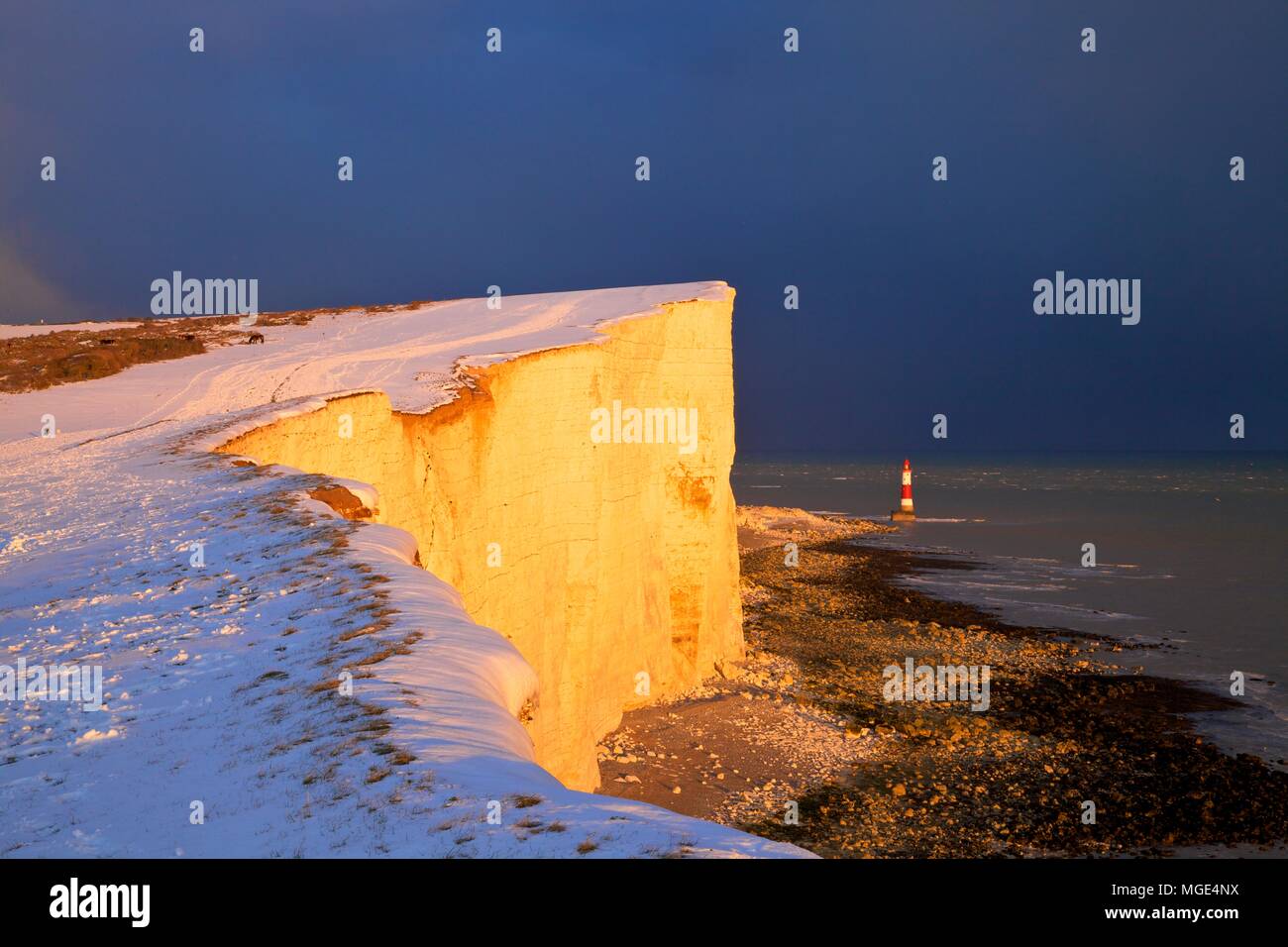 Chevaux sur la neige couverts et Beachy Head Lighthouse, Eastbourne Downland Estate, Eastbourne, East Sussex, Royaume-Uni Banque D'Images