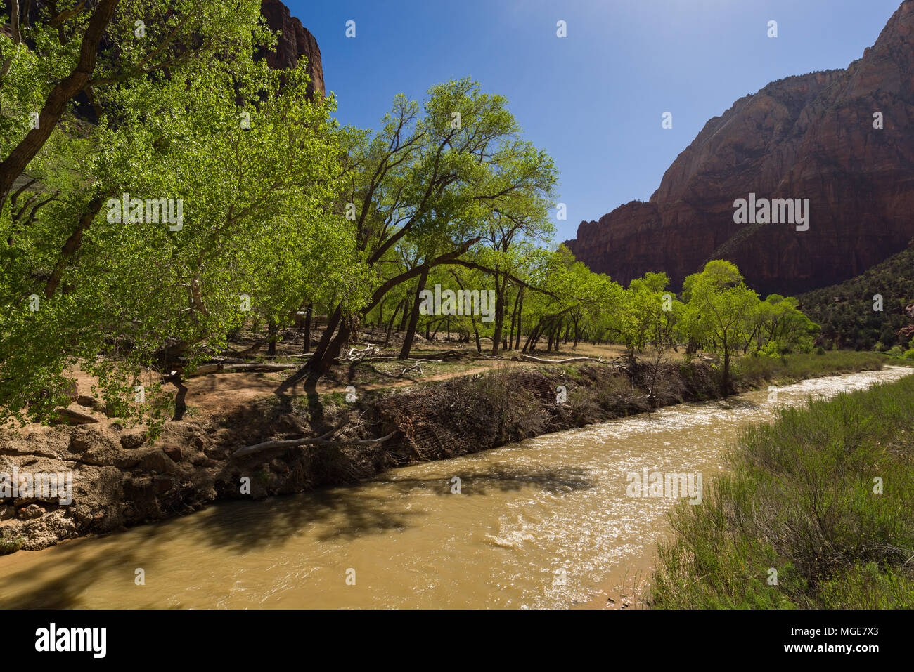 La rivière vierge comme il coule à travers le parc national de Zion, Utah, USA Banque D'Images