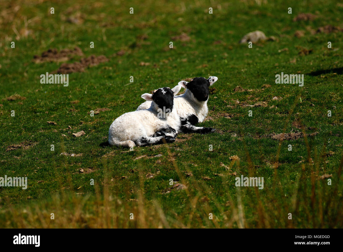 Nouveaux nés agneaux appréciant les soleil du printemps Banque D'Images
