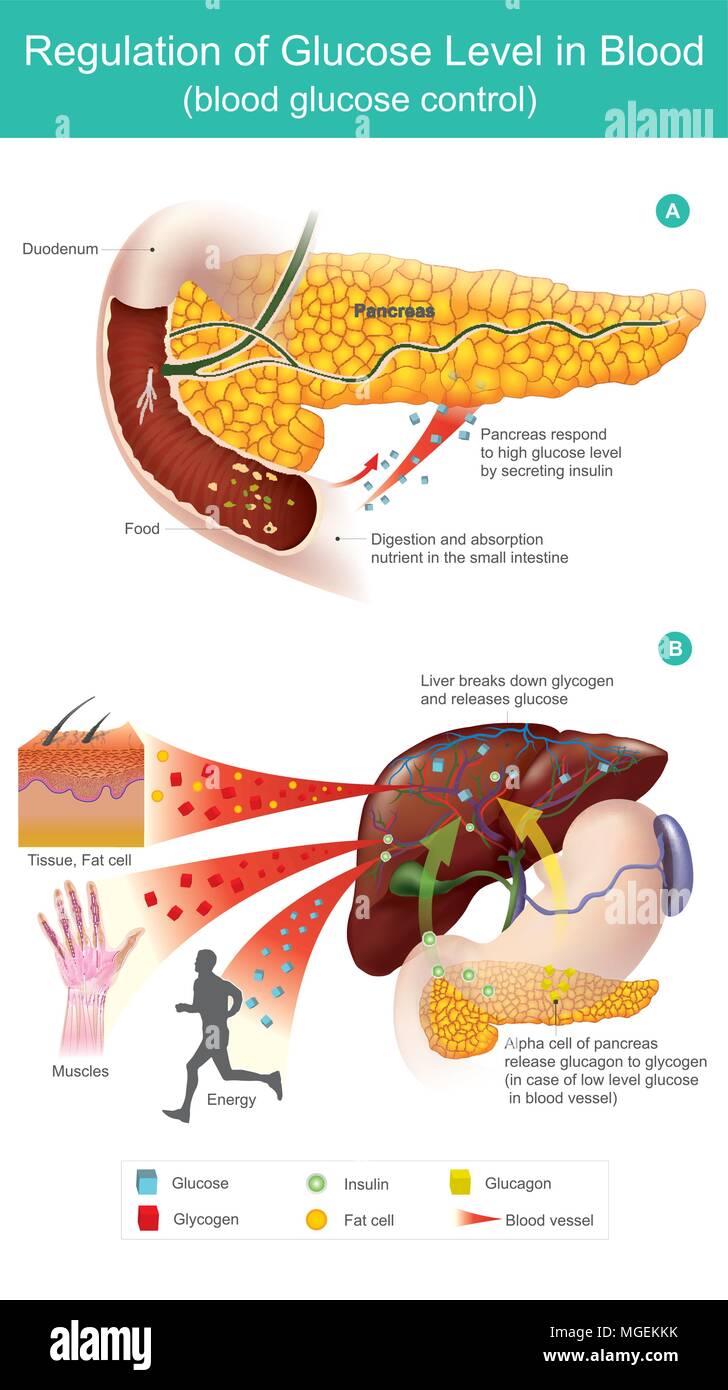 Pancréas répondre à niveau élevé de glucose en sécrétant de l'insuline. Des cellules alpha du pancréas libérer le glucagon en glycogène (en cas de faible niveau de glucose bloo Illustration de Vecteur