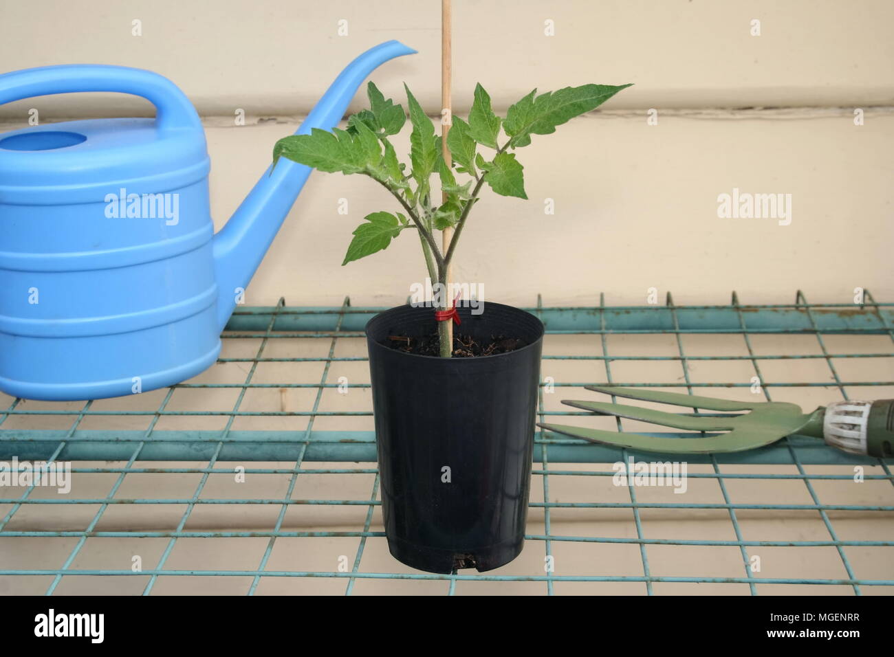 Des semis de tomates dans un pot Banque D'Images