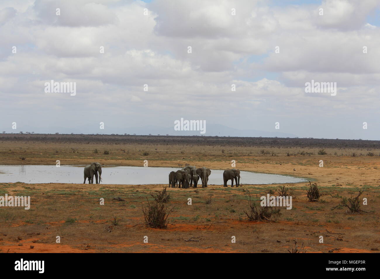 Les éléphants à pied dans le parc naturel de Tsavo au Kenya avec le ciel bleu et la savane dans l'arrière-plan avec ses couleurs vives qui tend au rouge Banque D'Images