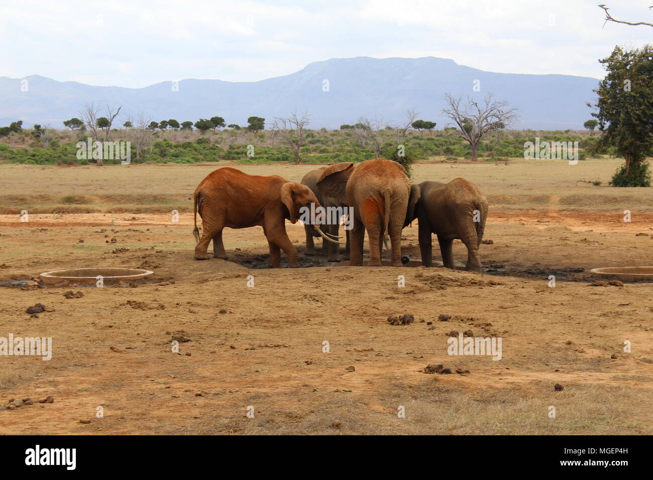 Les éléphants à pied dans le parc naturel de Tsavo au Kenya avec le ciel bleu et la savane dans l'arrière-plan avec ses couleurs vives qui tend au rouge Banque D'Images