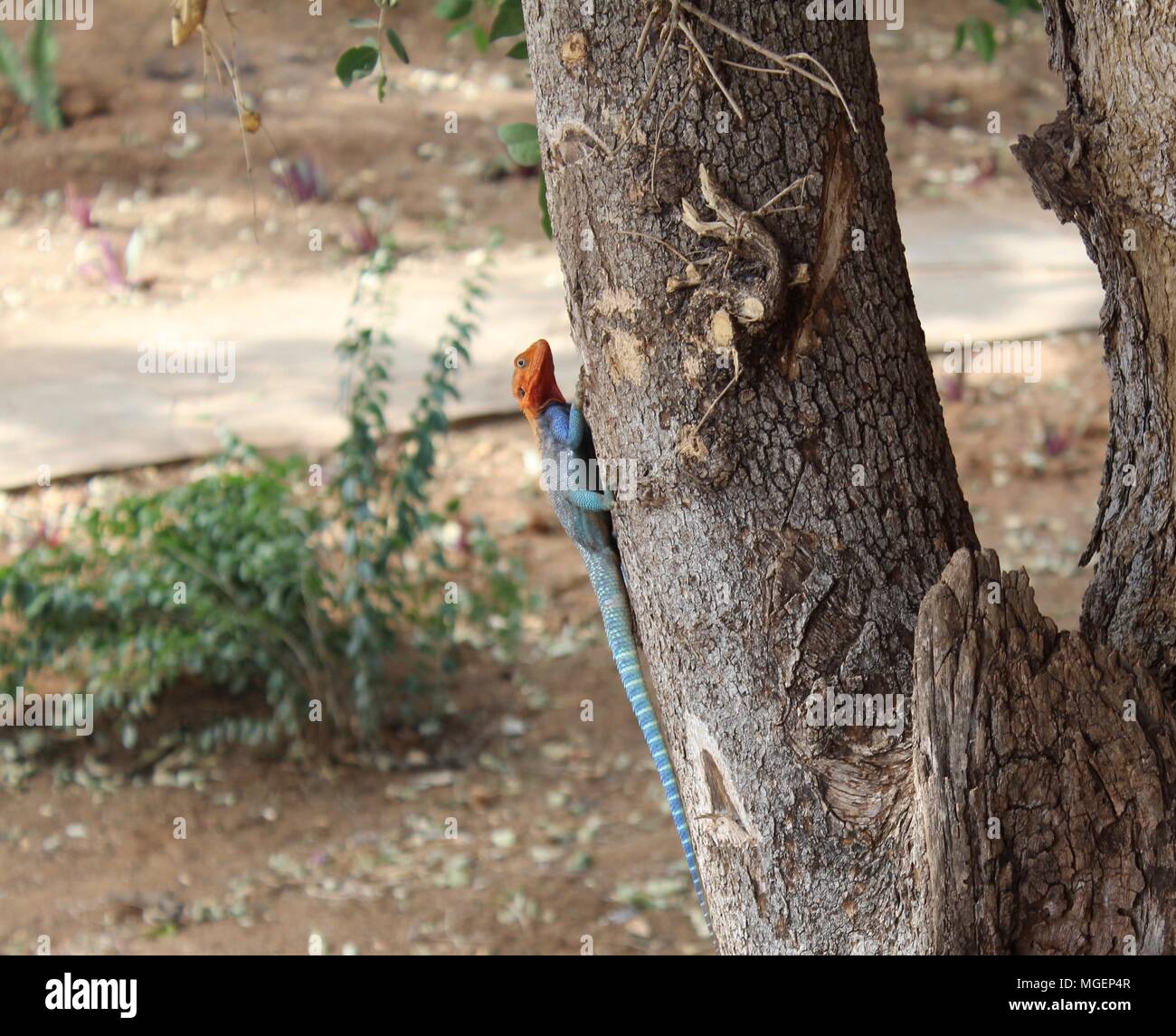 Un gros lézard avec un corps bleu et une tête rouge l'intention de monter un arbre devant une tente dans le parc de Tsavo, au Kenya, l'Afrique Banque D'Images