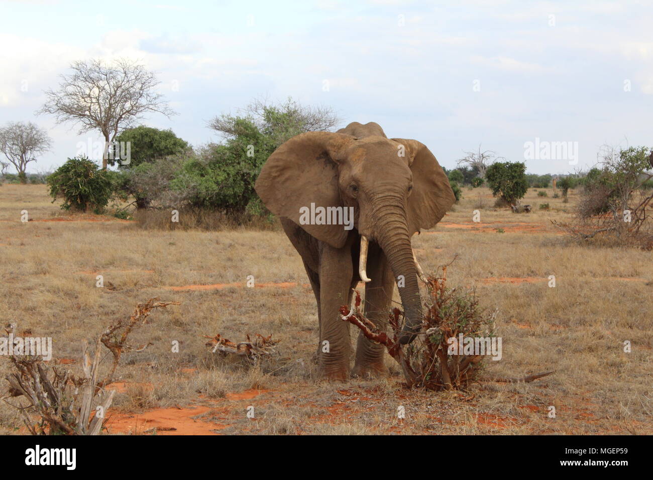 Les éléphants à pied dans le parc naturel de Tsavo au Kenya avec le ciel bleu et la savane dans l'arrière-plan avec ses couleurs vives qui tend au rouge Banque D'Images
