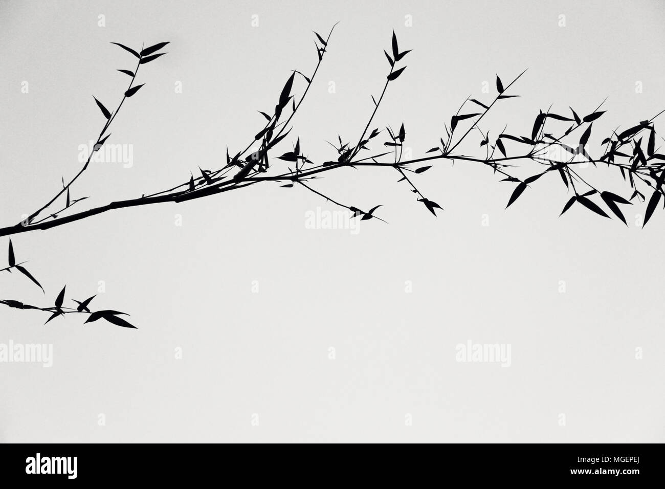 Ombre d'arbre. Couleur Noir et blanc. Image comme une peinture japonaise  Photo Stock - Alamy