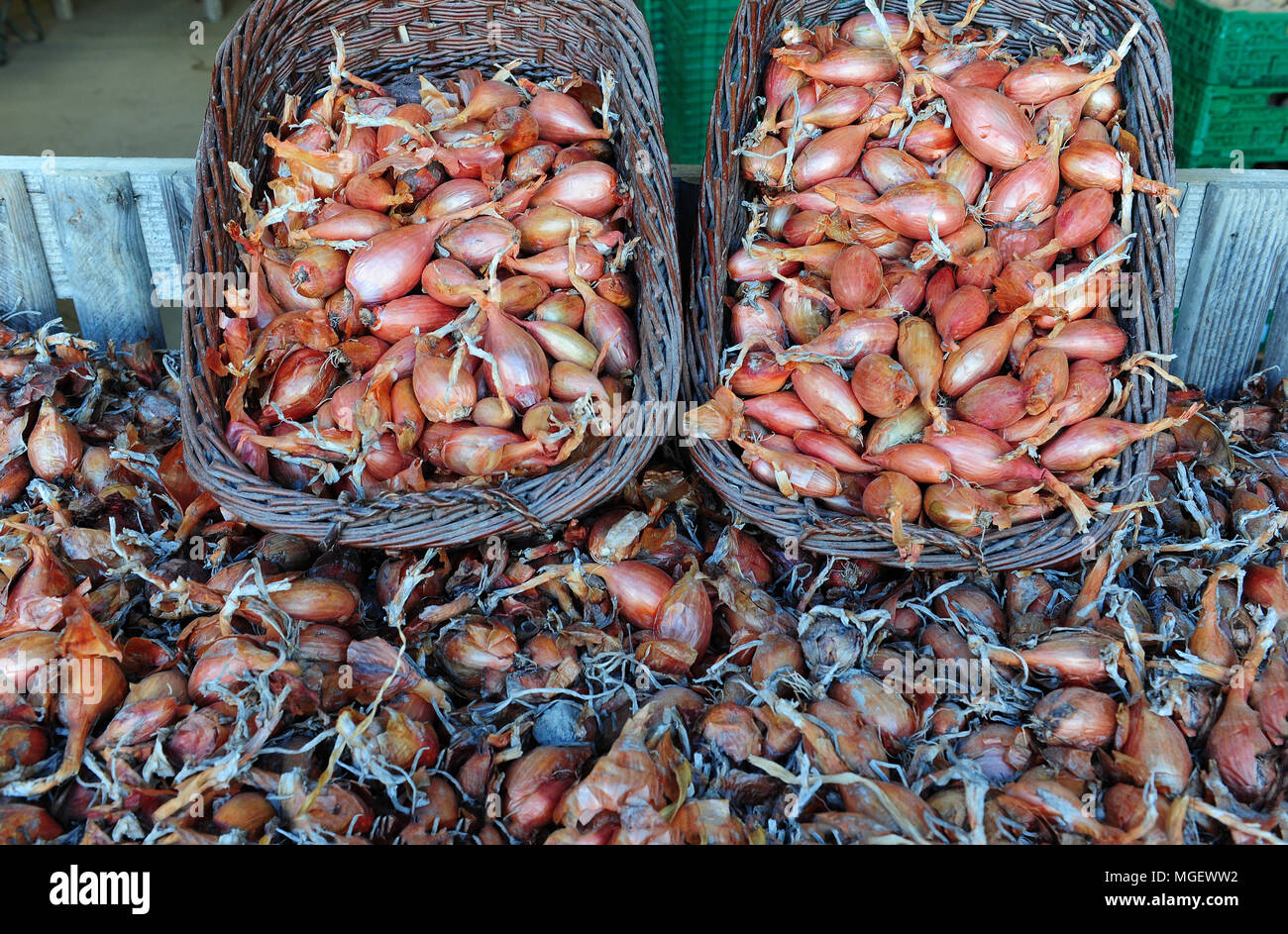 Échalote française pour la vente à La Ferme des beaux bois, un producteur local de la ville de Cherrueix, Bretagne, France Banque D'Images