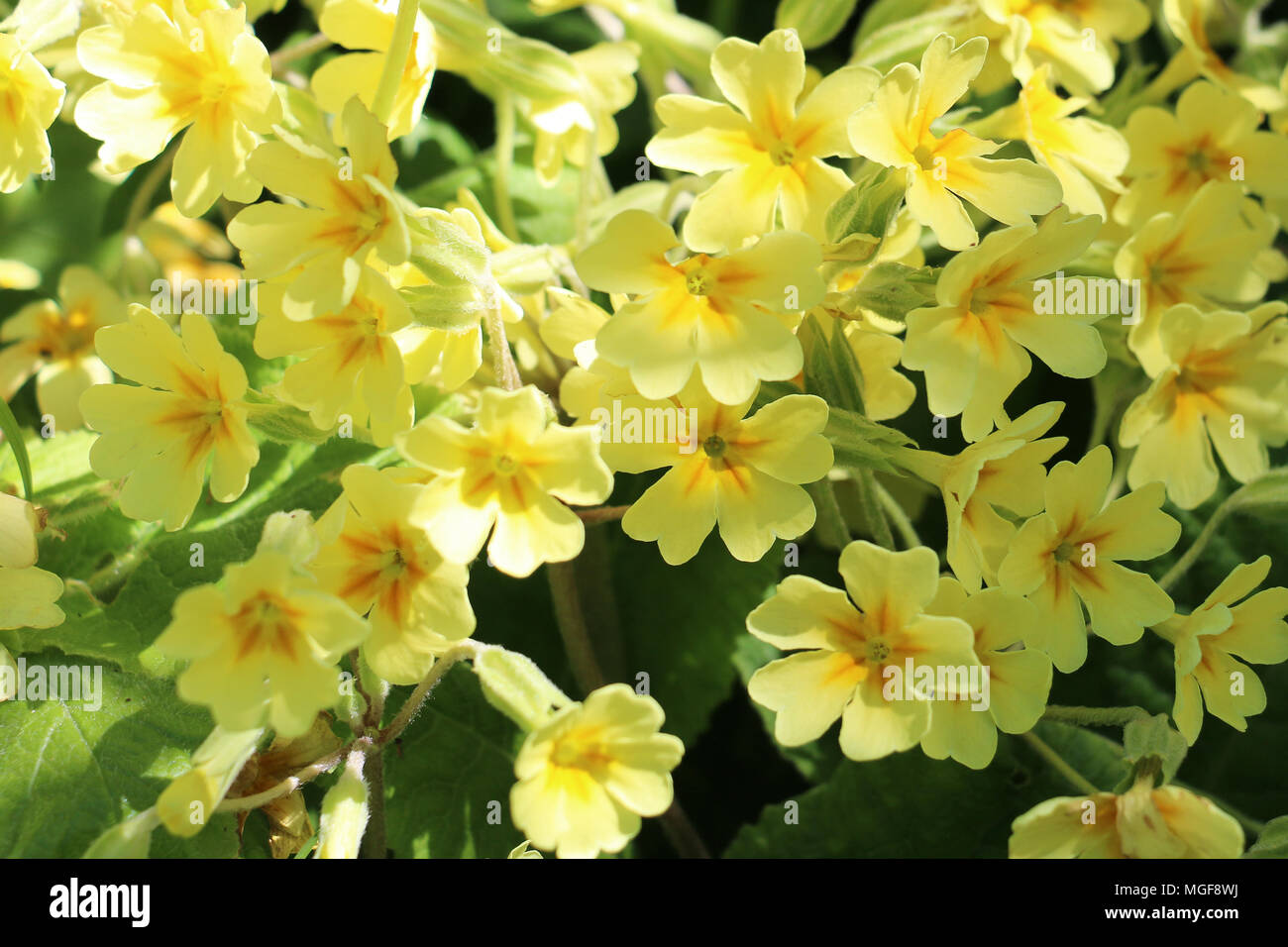 Fleurs jaune vif, Primrose Primula vulgaris, qui fleurit dans le Shropshire soleil du printemps Banque D'Images