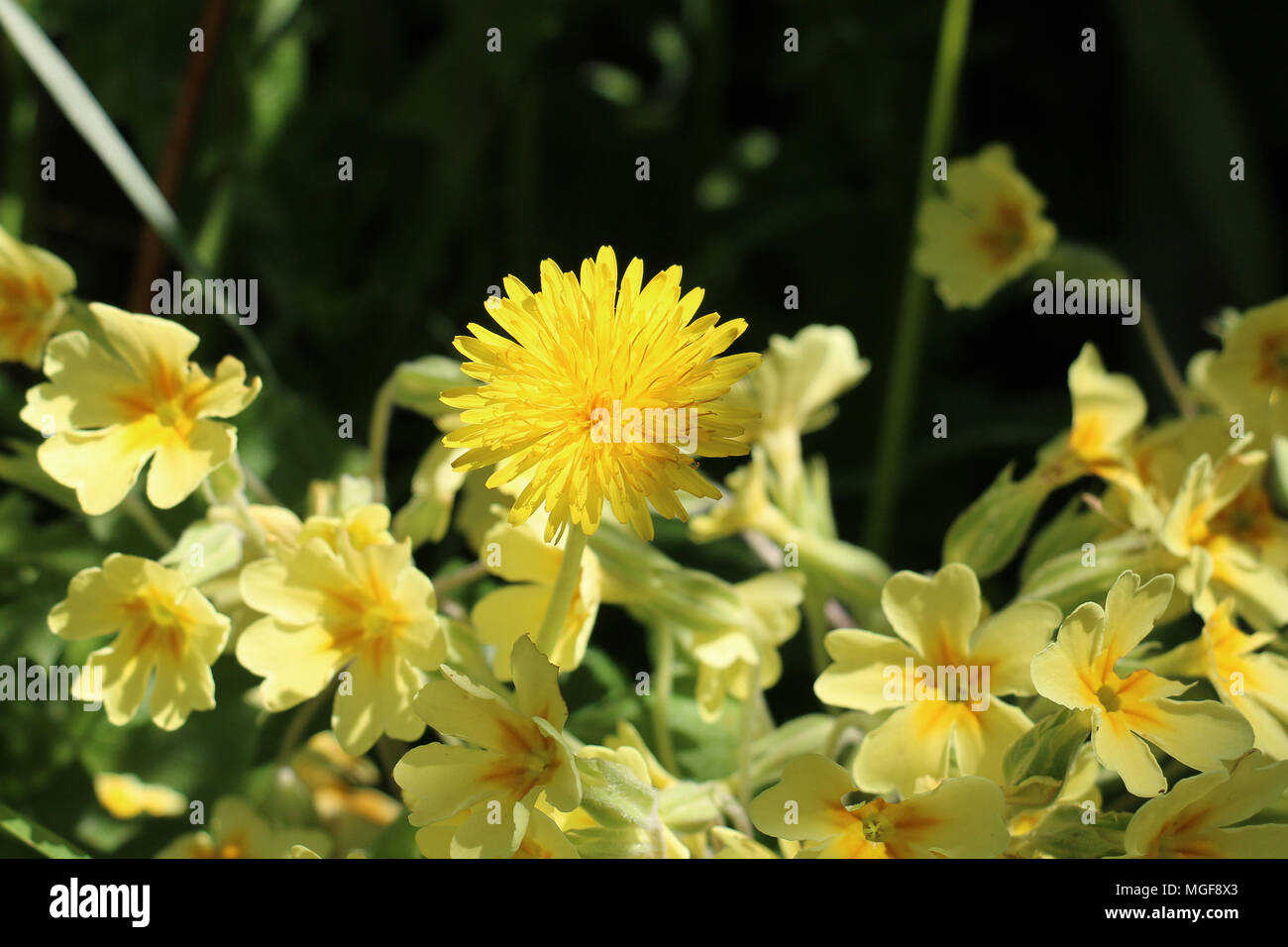 Un seul pissenlit fleur jaune vif, Taraxacum sp. qui coule entre les fleurs de primevère, Primula vulgaris, dans le Shropshire soleil du printemps Banque D'Images