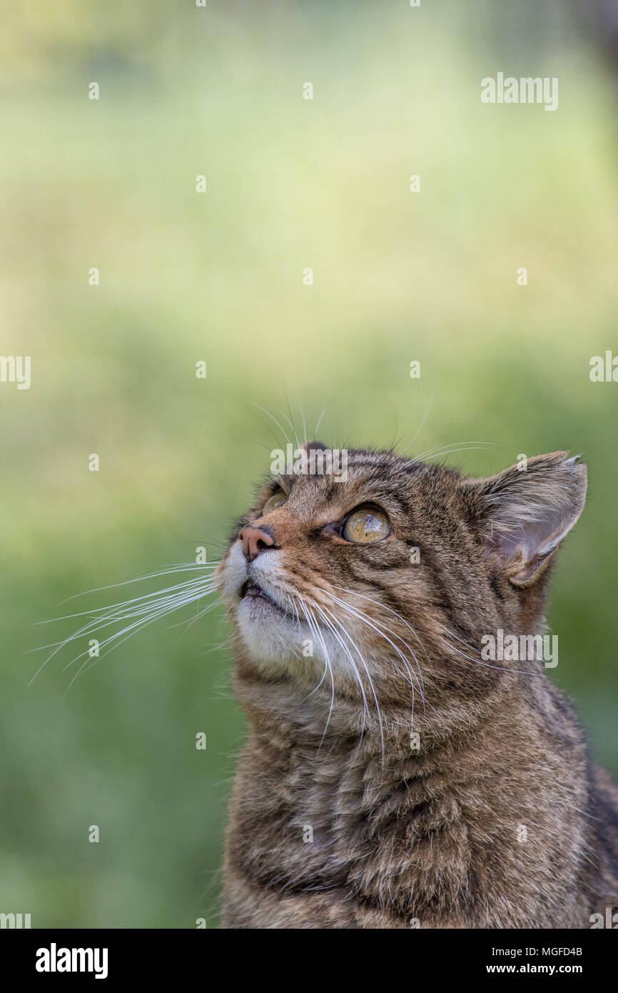 Scottish wildcat (Felis silvestris grampia) Banque D'Images