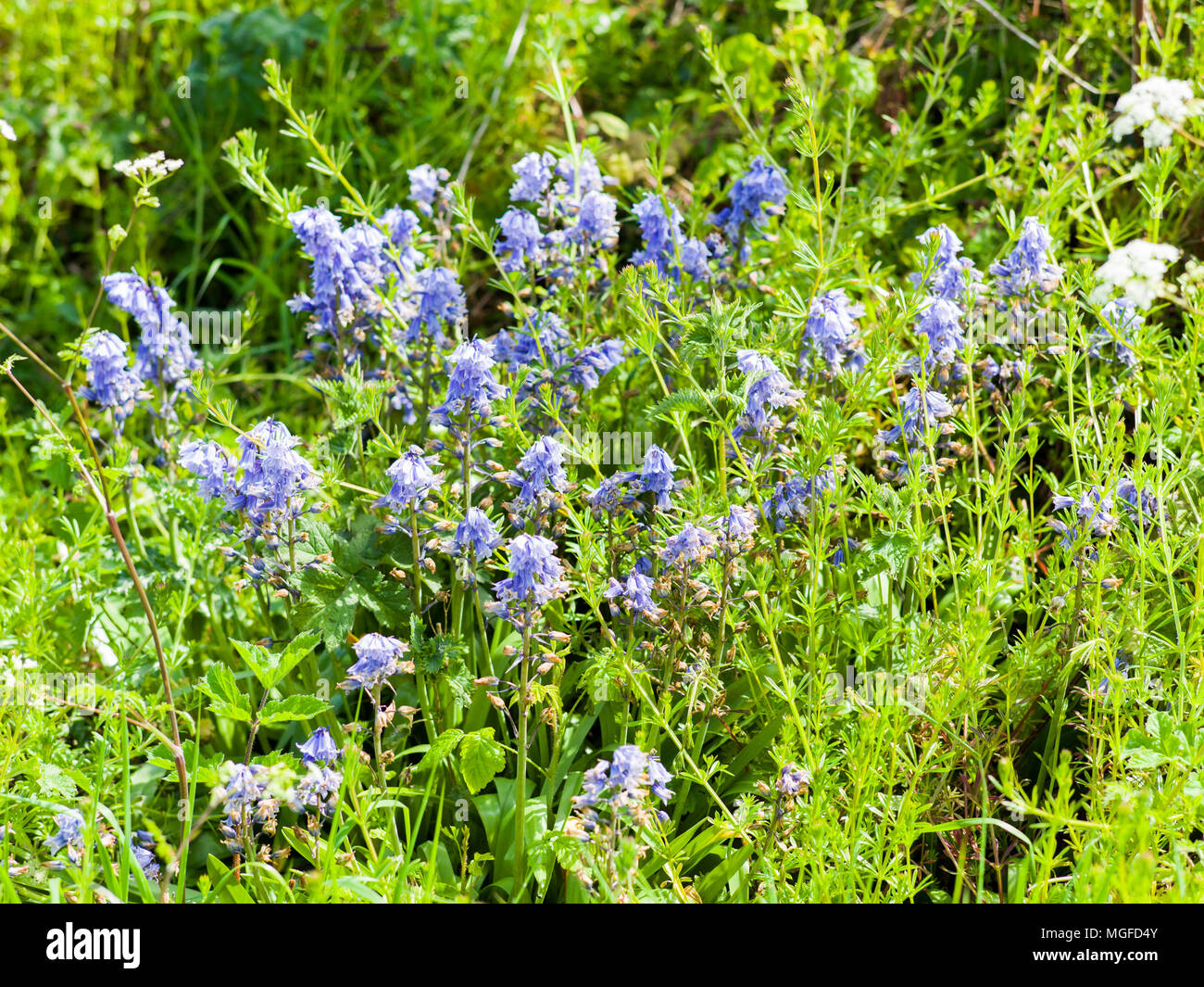 Fleurs sauvages de Kent Banque D'Images