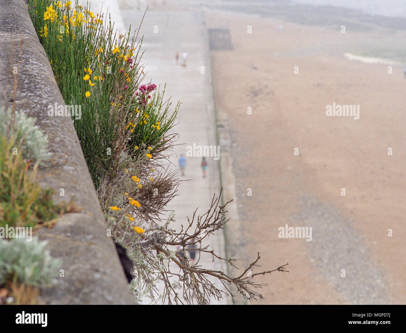 Fleurs sauvages de Kent sur le côté de la falaise à Ramsgate Banque D'Images