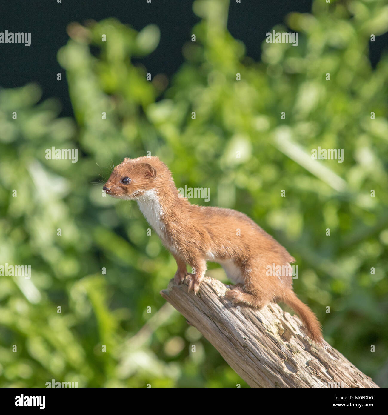 Mustela belette à queue courte Banque de photographies et d’images à ...