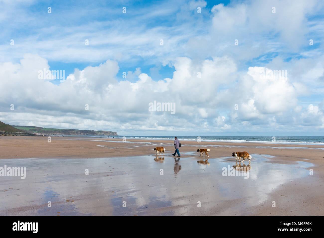 Dog walker sur plage à Whitby, North Yorkshire, Angleterre. UK Banque D'Images