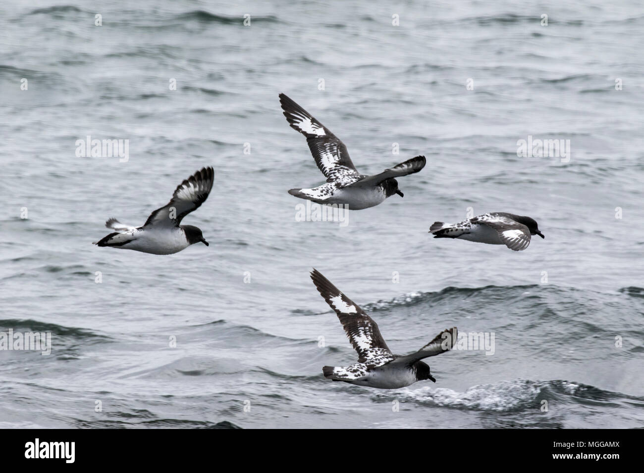 Cape petrel pétrel Daption capense pintado ou manifeste de vol, de l'océan Antarctique Banque D'Images