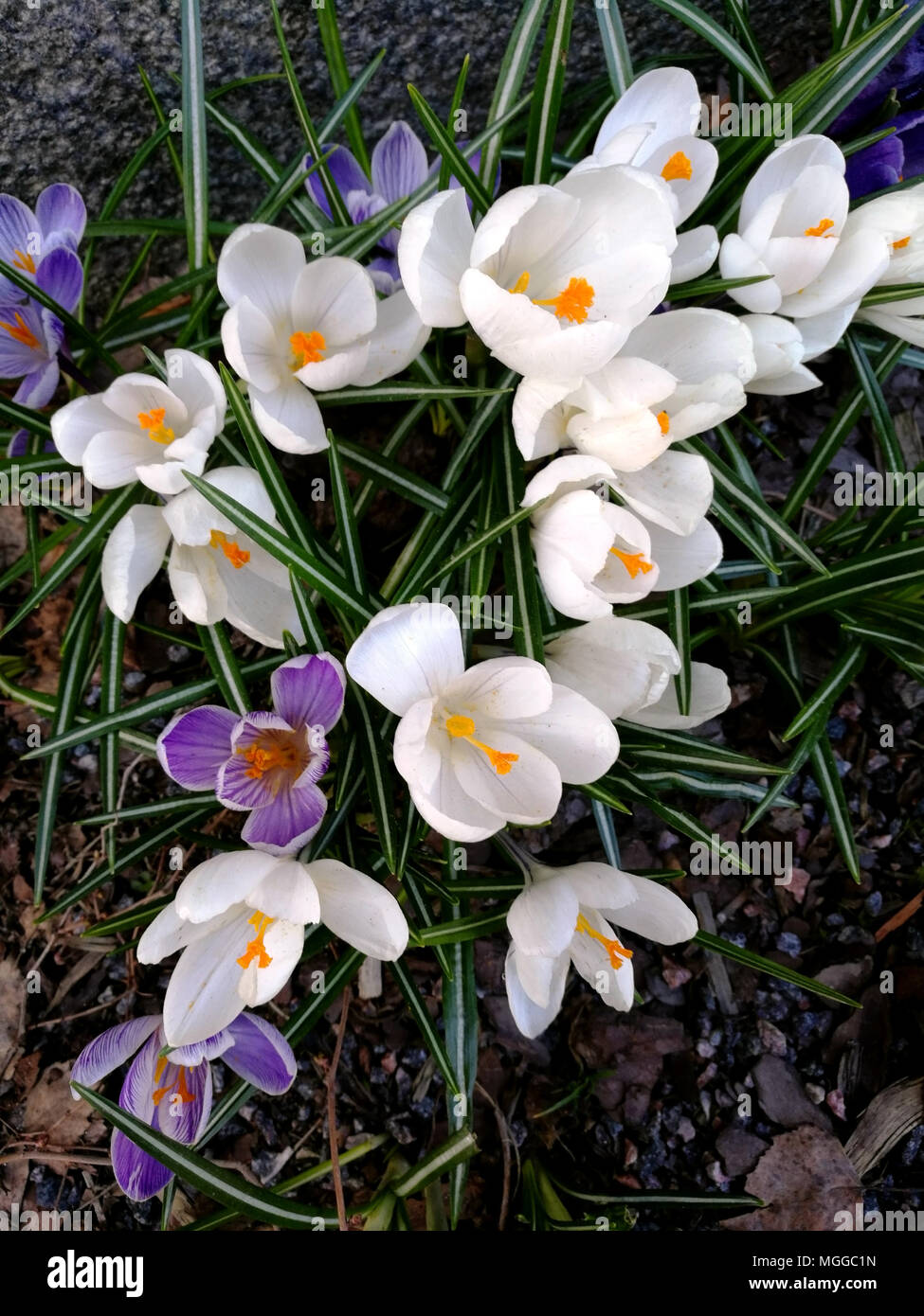Violet et Blanc crocus en fleurs au printemps Banque D'Images