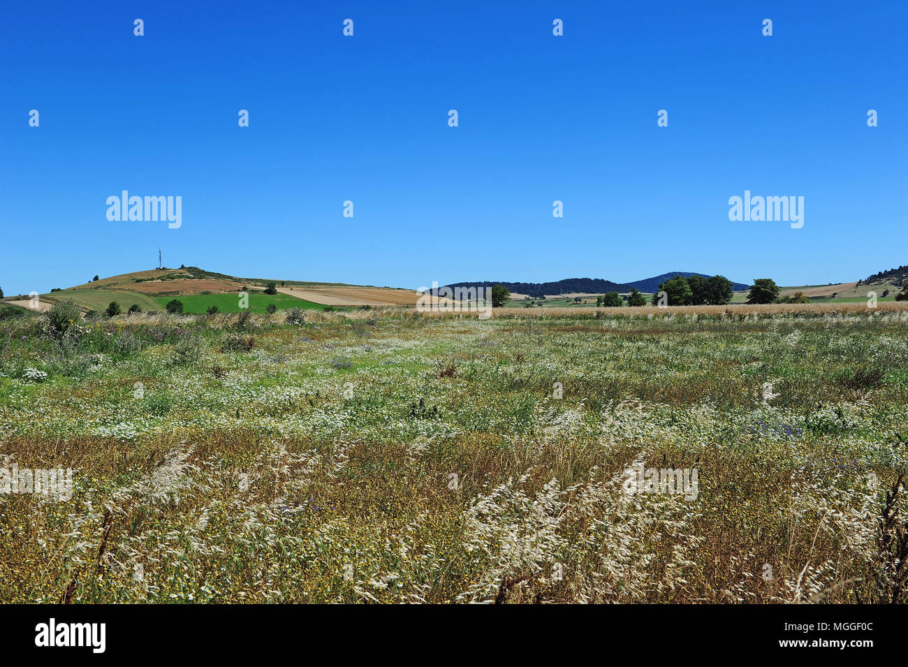Un champ de lentilles vertes du Puy, près du village de Landos, dans la région de Le Puy, Haute-Loire, France Banque D'Images