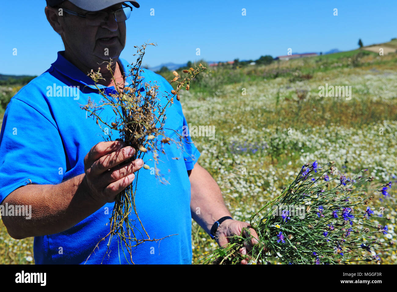 Un agriculteur inspecte un bientôt-à-être-champ récoltés à proximité de lentilles Landos, dans la région du Puy. Banque D'Images