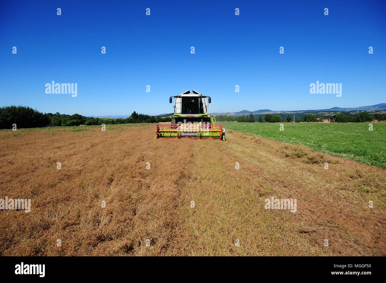 Un champ de lentilles du Puy, près du village de Vielprat dans la région française du Puy est en cours de récolte avec une moissonneuse-batteuse Banque D'Images