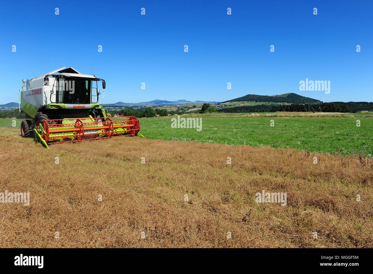 Un champ de lentilles du Puy, près du village de Vielprat dans la région française du Puy est en cours de récolte avec une moissonneuse-batteuse Banque D'Images