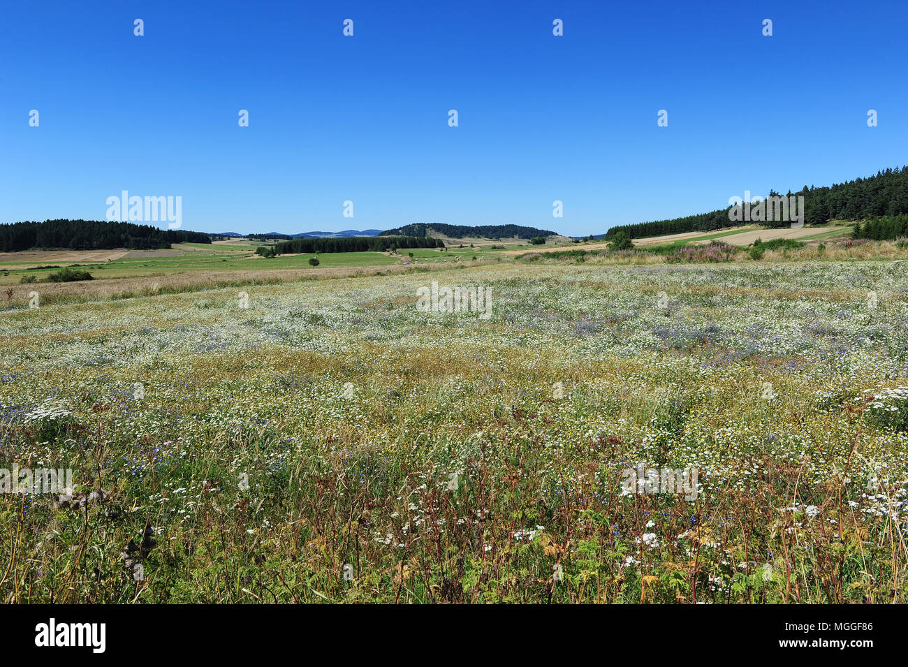 France, Haute-Loire - UN bientôt-à-être-champ de lentilles récoltées dans la région française du Puy. Banque D'Images