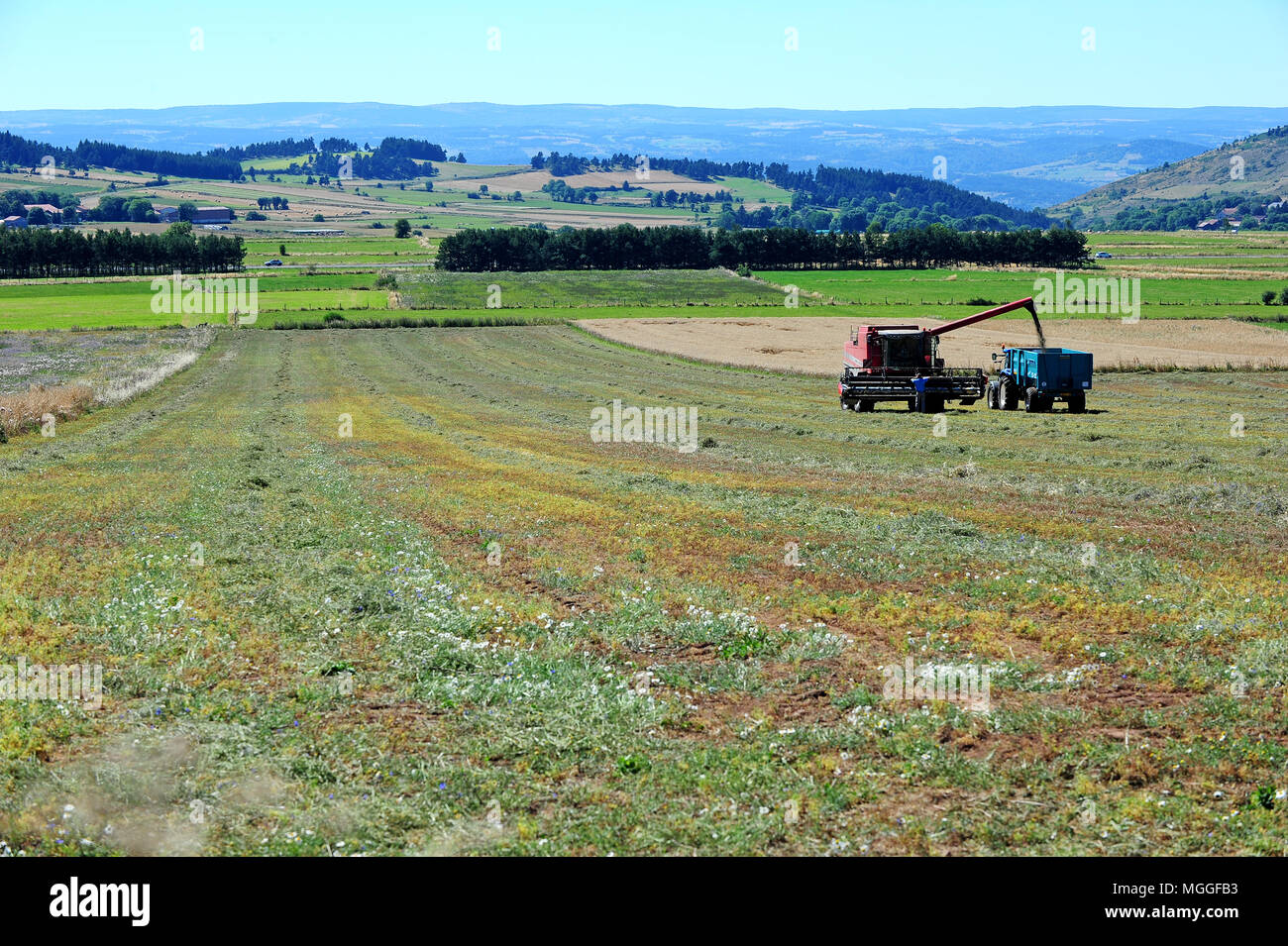 Haute-Loire, France - un champ de lentilles vertes du Puy dans la région  française du Puy est récolté avec l'aide d'une moissonneuse-batteuse Photo  Stock - Alamy