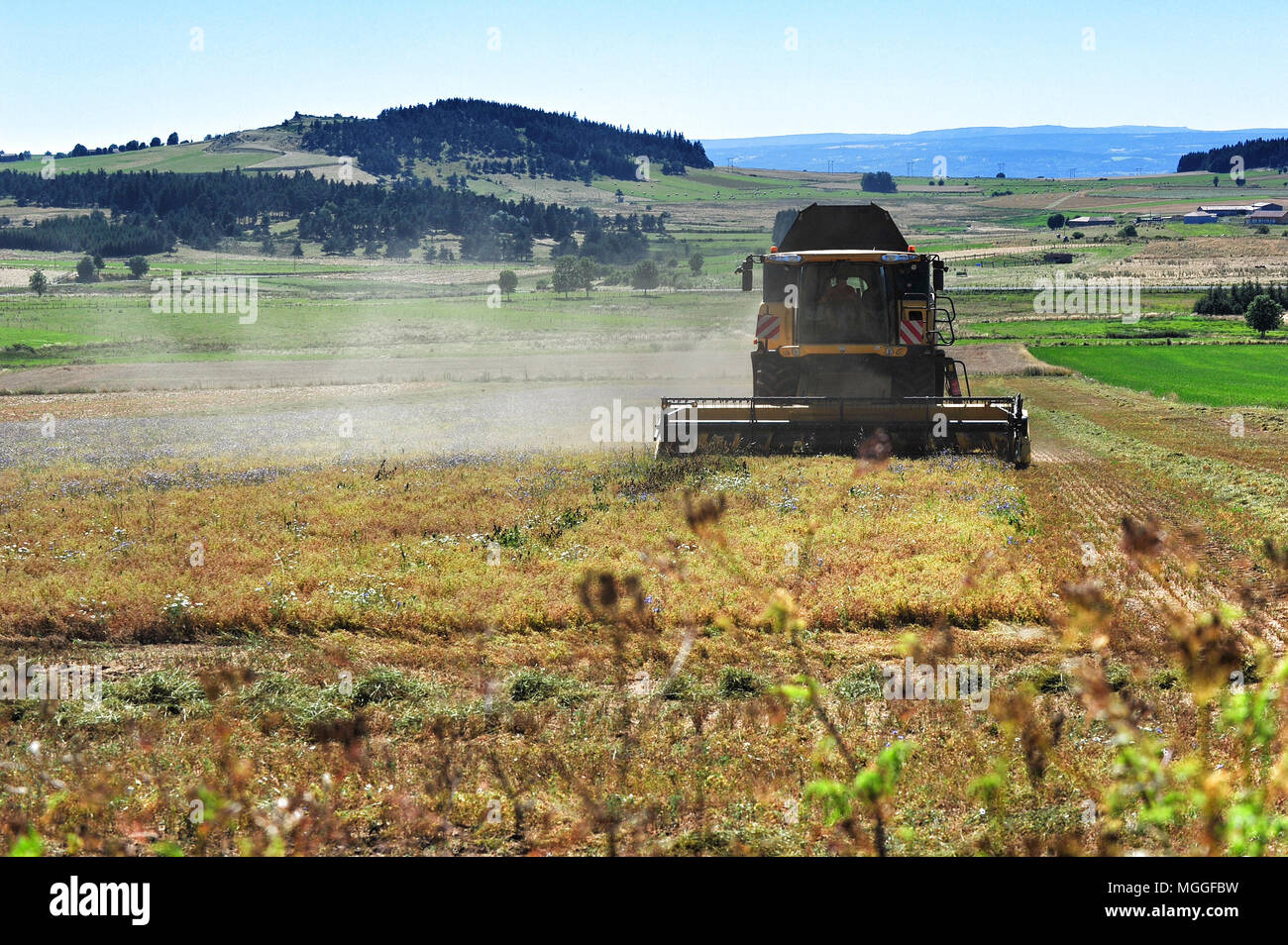 Haute-Loire, France - un champ de lentilles vertes du Puy dans la région française du Puy est récolté avec l'aide d'une moissonneuse-batteuse. Banque D'Images