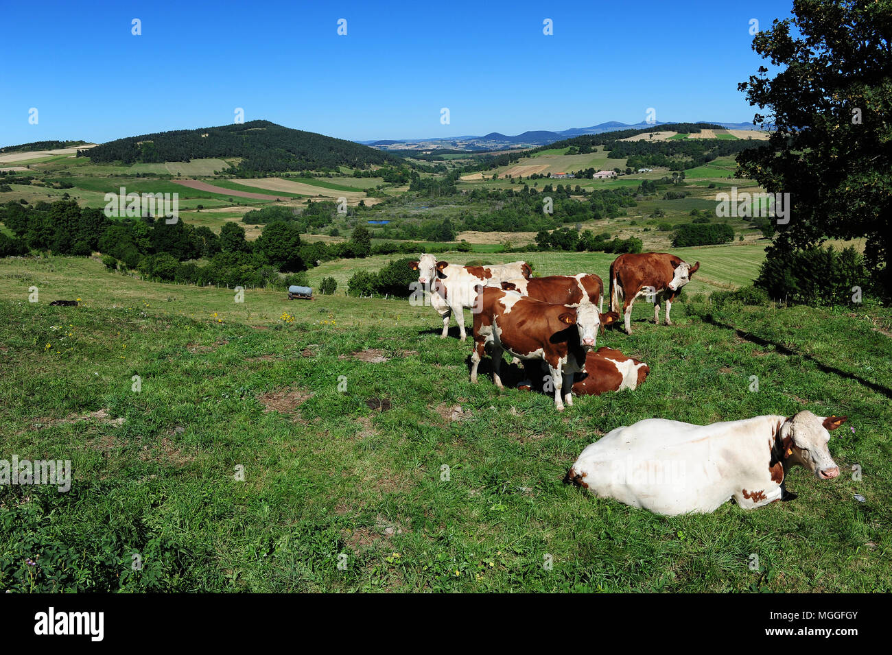 Vaches se reposant dans la campagne dans la région autour de Le Puy en Velay, Auvergne, France Banque D'Images