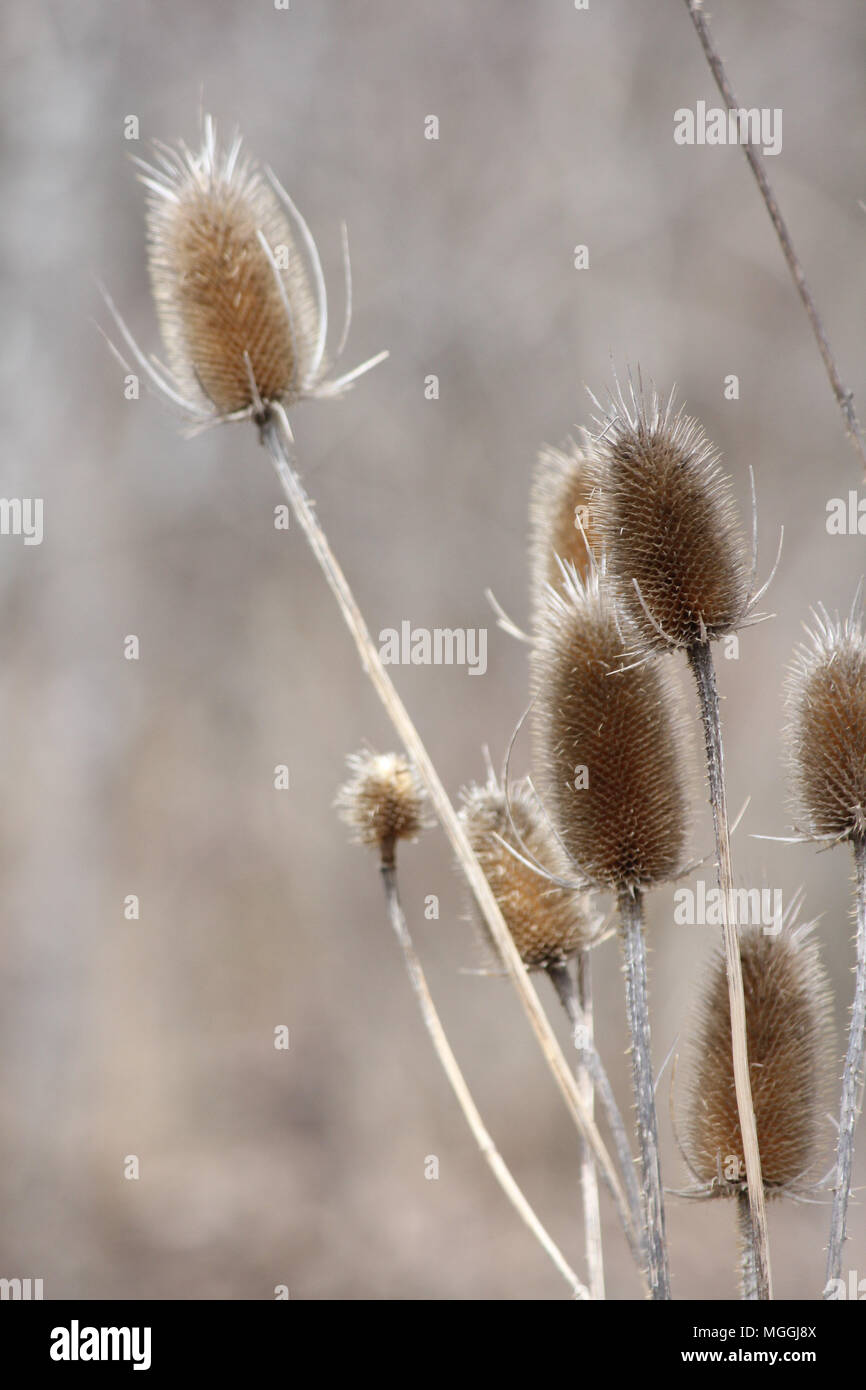 Cardère (Dipsacus) commun, dans son état d'hiver, le dépérissement affichage dead capitules coniques et les tiges desséchées, le long d'un fossé sur le bord de l'Ontario SE Banque D'Images