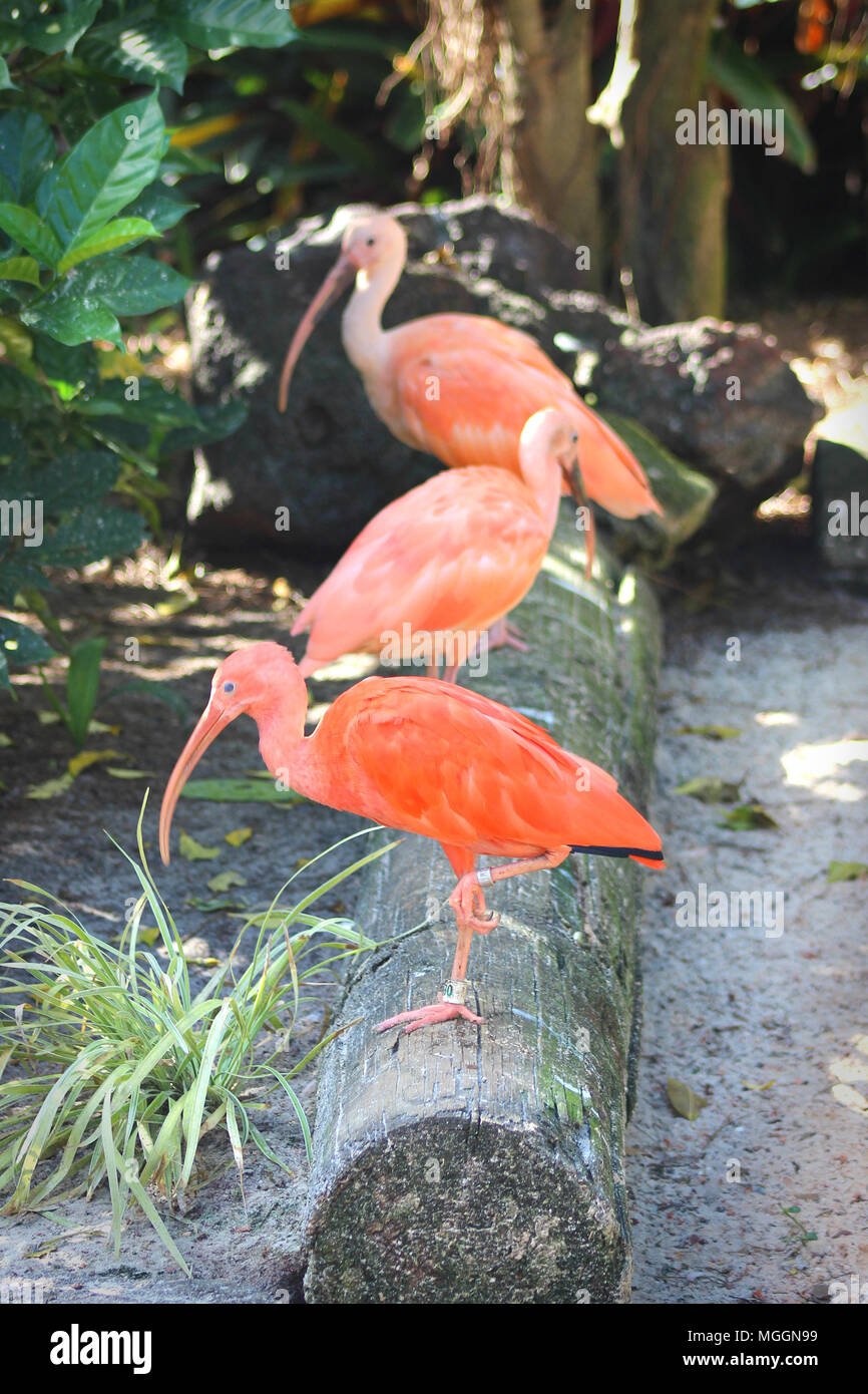 Busch Gardens Tampa Banque D'Images