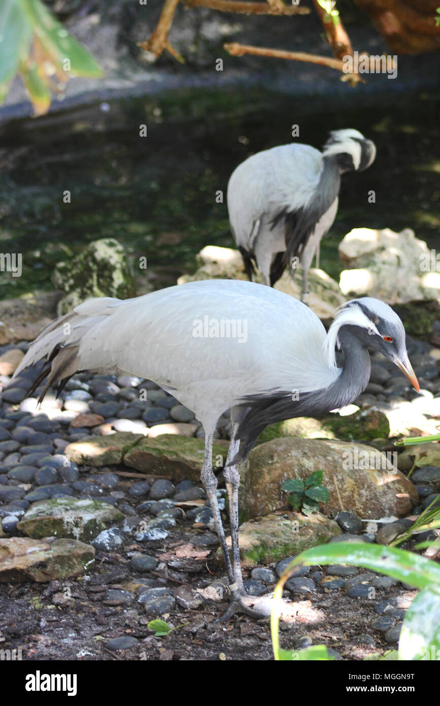 Busch Gardens Tampa Banque D'Images