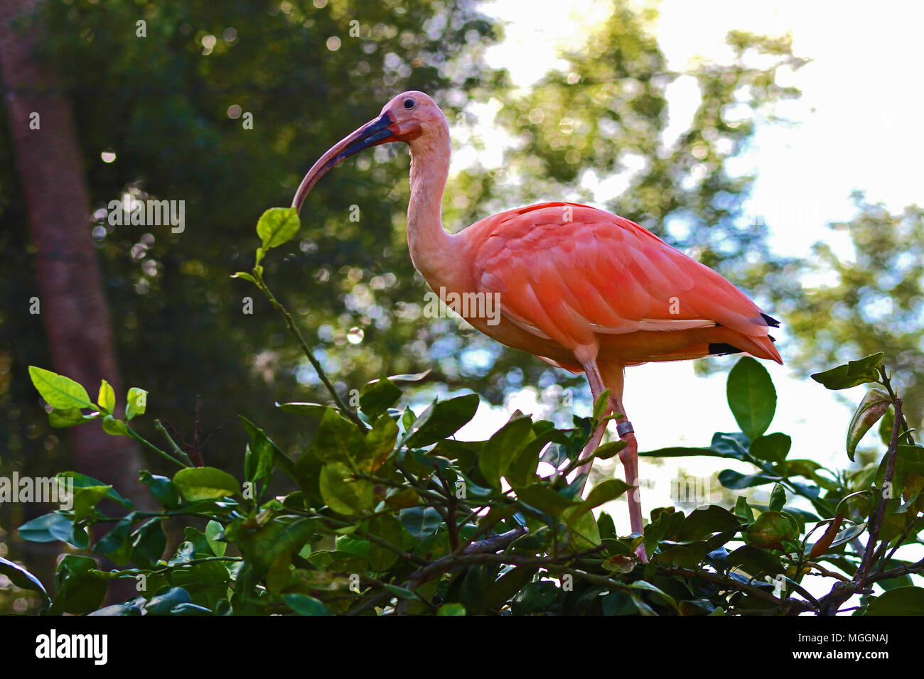 Busch Gardens Tampa Banque D'Images