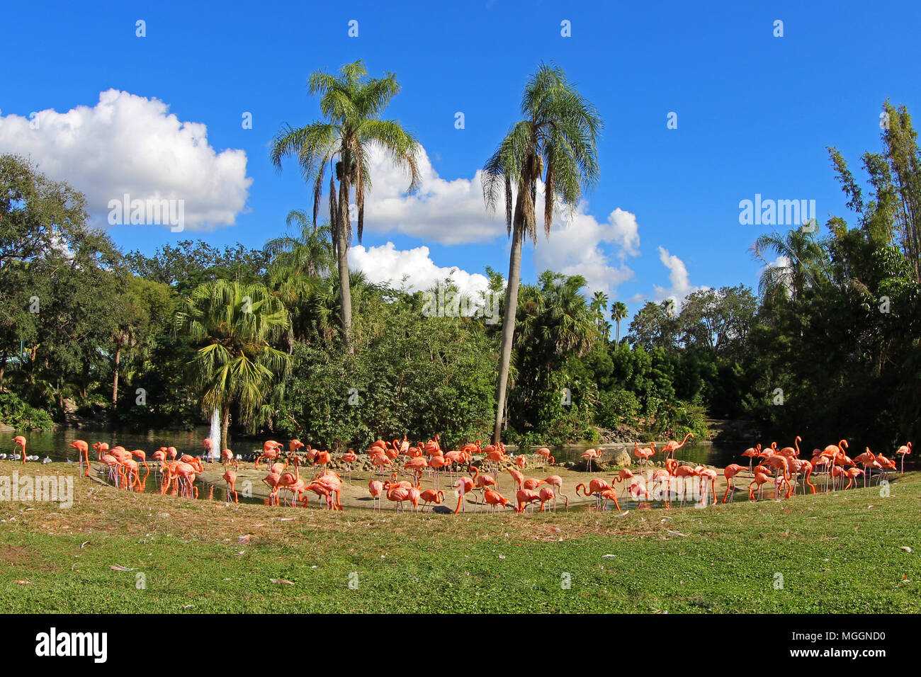 Busch Gardens Tampa Banque D'Images