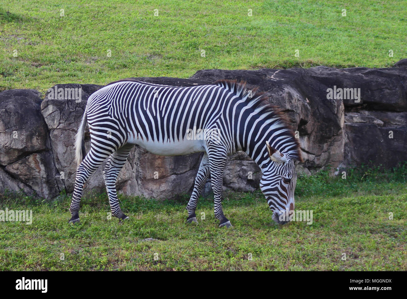 Busch Gardens Tampa Banque D'Images