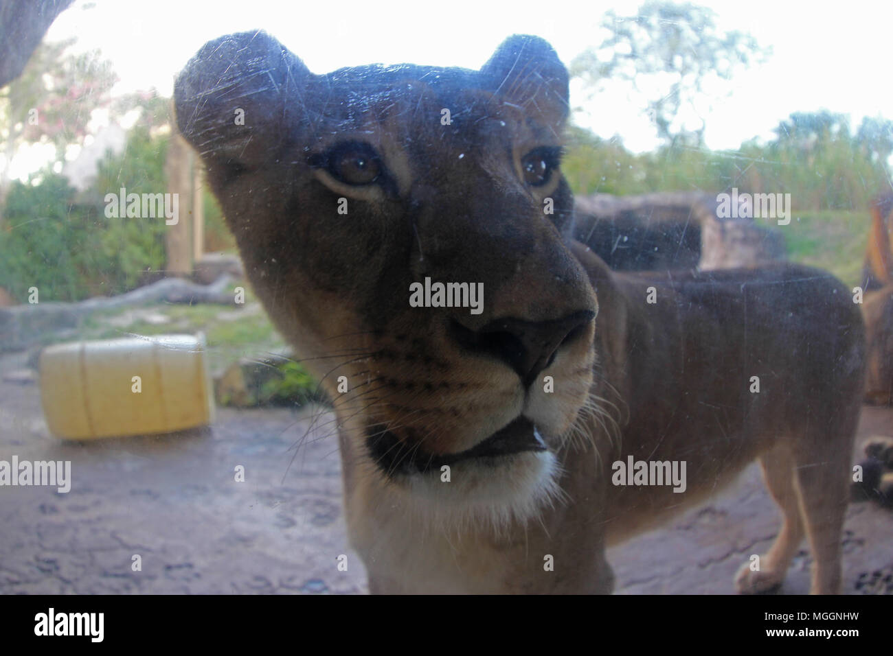 Busch Gardens Tampa Banque D'Images