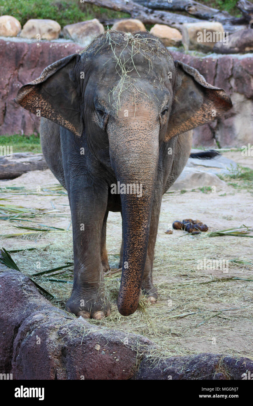 Busch Gardens Tampa Banque D'Images