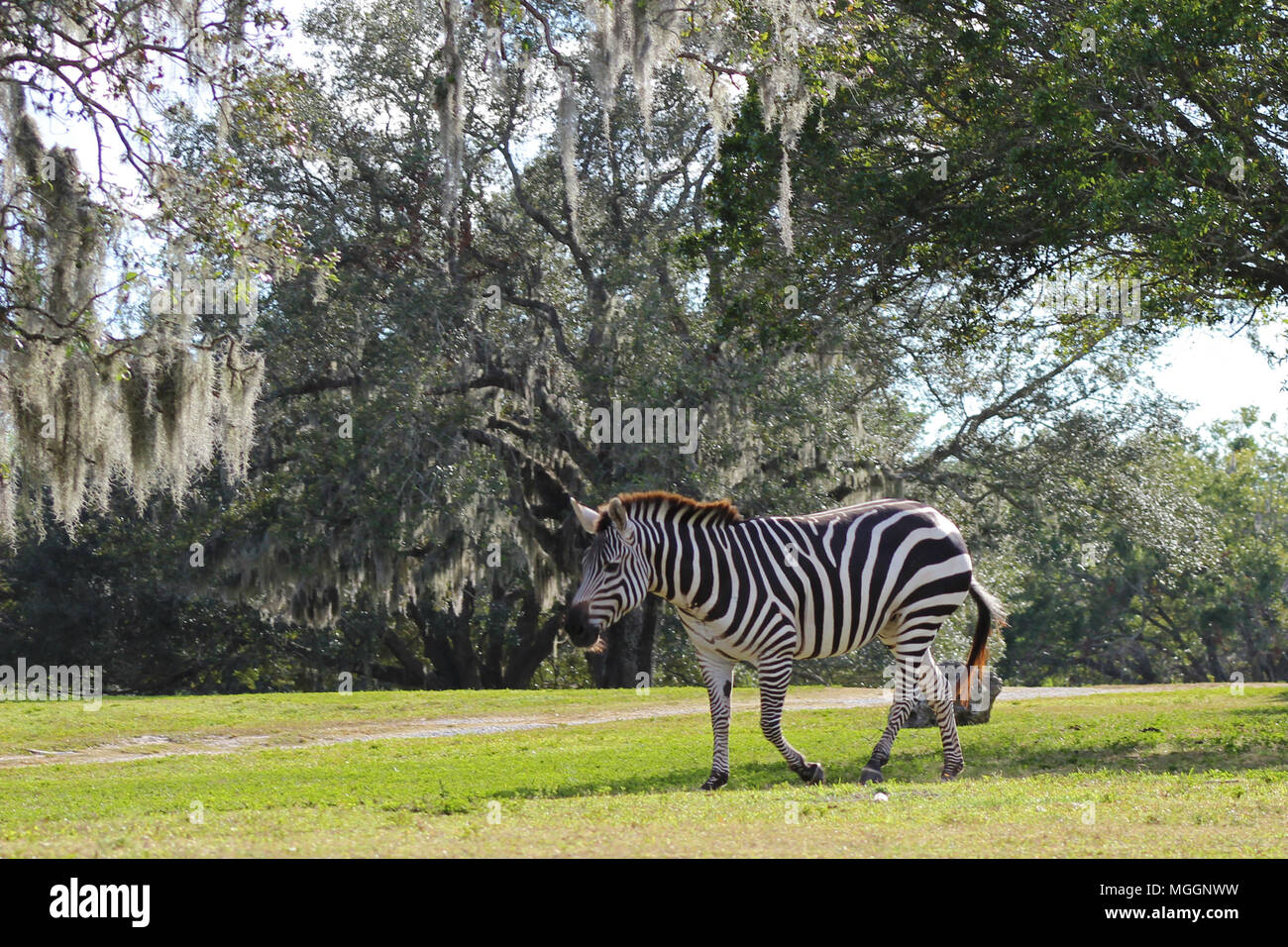 Busch Gardens Tampa Banque D'Images