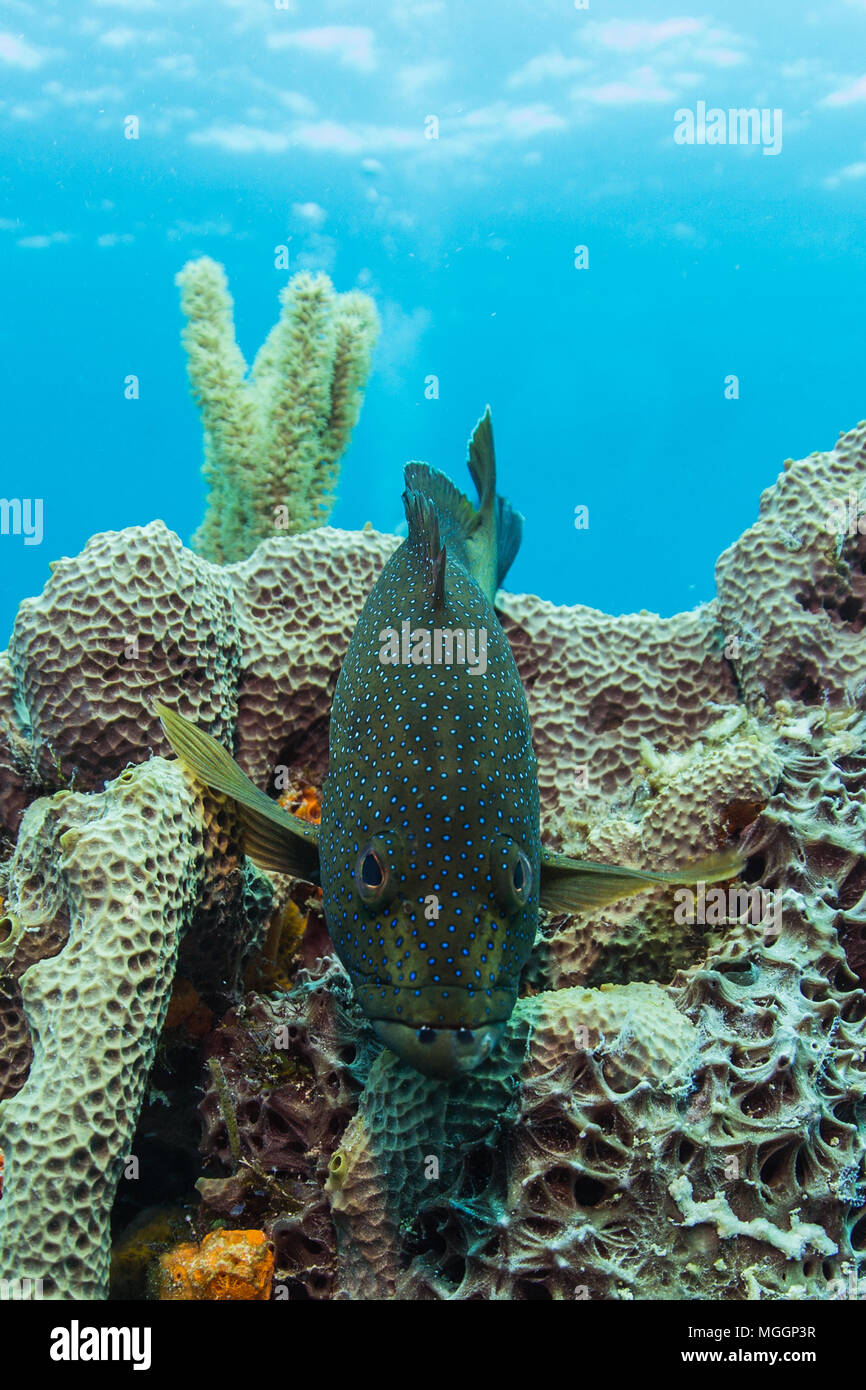 La photographie sous-marine Cozumel Banque D'Images