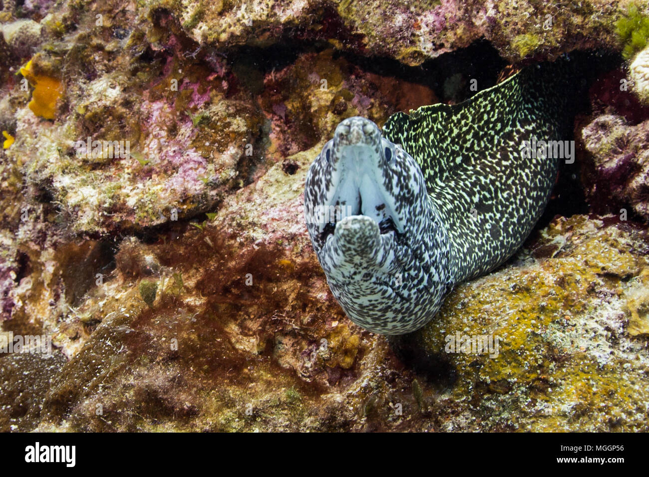 La photographie sous-marine Cozumel Banque D'Images