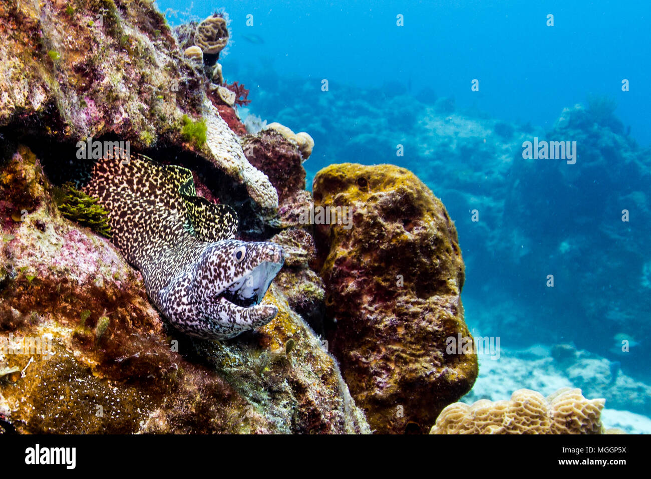 La photographie sous-marine Cozumel Banque D'Images