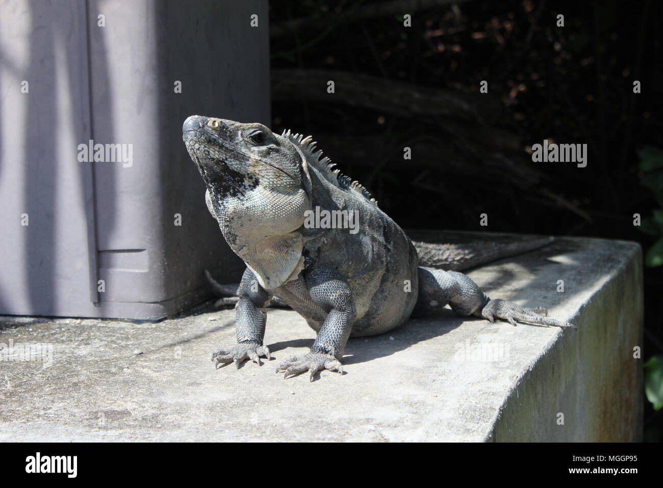 Iguane dans Cozumel Banque D'Images