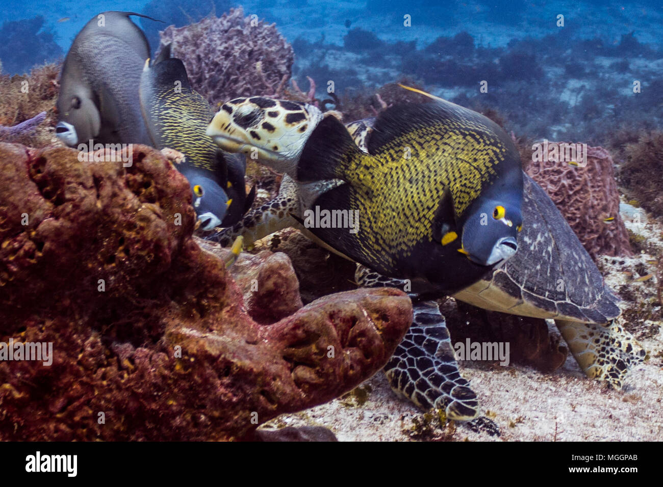 La photographie sous-marine Cozumel Banque D'Images