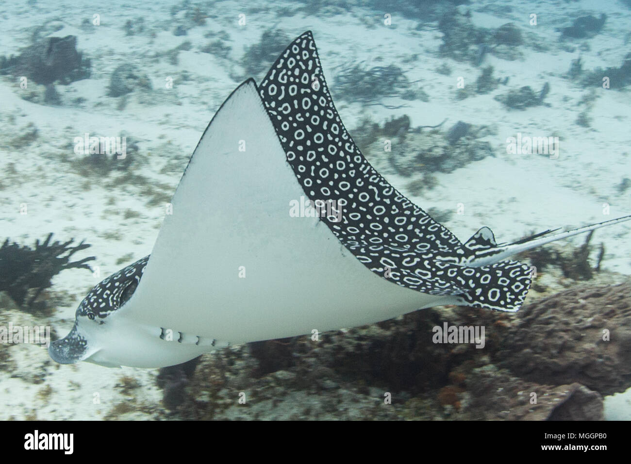 La photographie sous-marine Cozumel Banque D'Images